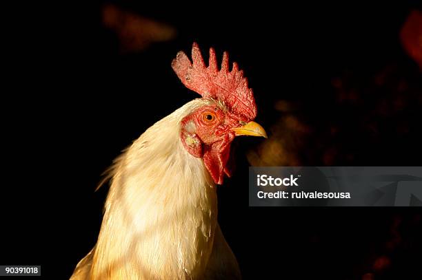 Цыплёнок — стоковые фотографии и другие картинки Без людей - Без людей, Белый, Глаз животного