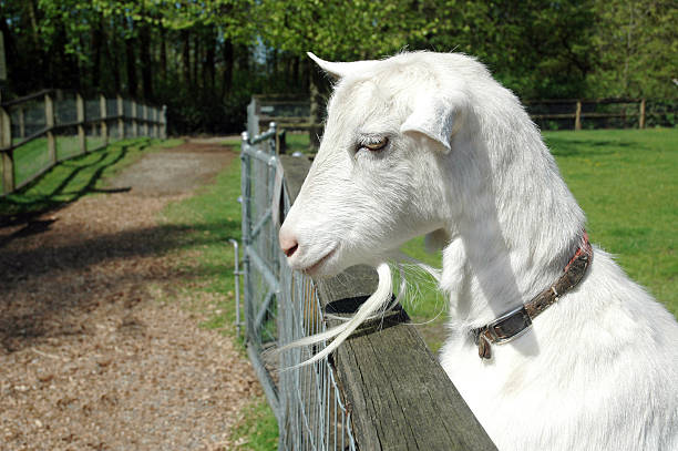 farm series: goat stock photo