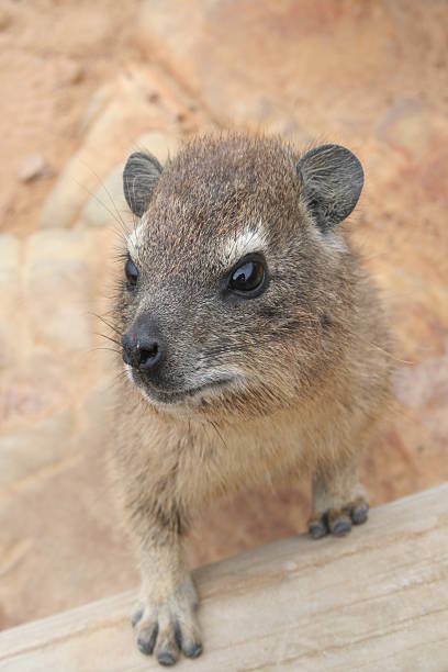 Dussie Close-up  hyrax stock pictures, royalty-free photos & images