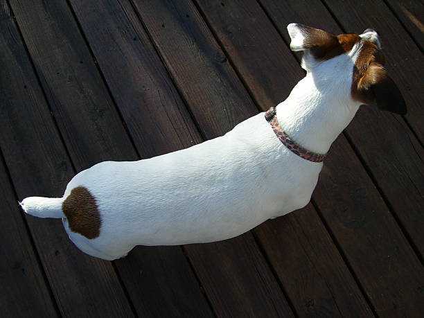 Dog looking through window, waiting to go outside to play