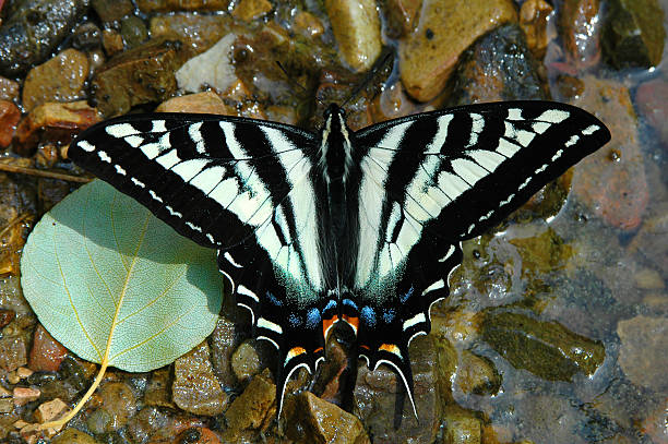 Cтоковое фото Бледно-желтый Парусник-бабочка