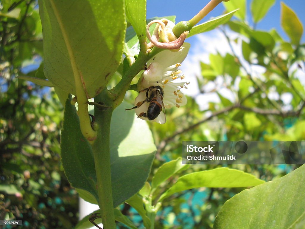 bee on lime tree  Africa Stock Photo