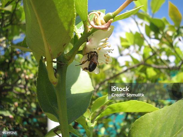 Bee On Lime Tree Stock Photo - Download Image Now - Africa, Bee, Animal Wing