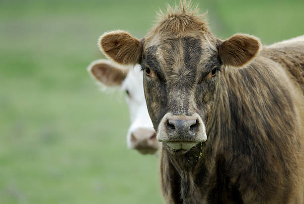 Bad capelli giorno. - foto stock