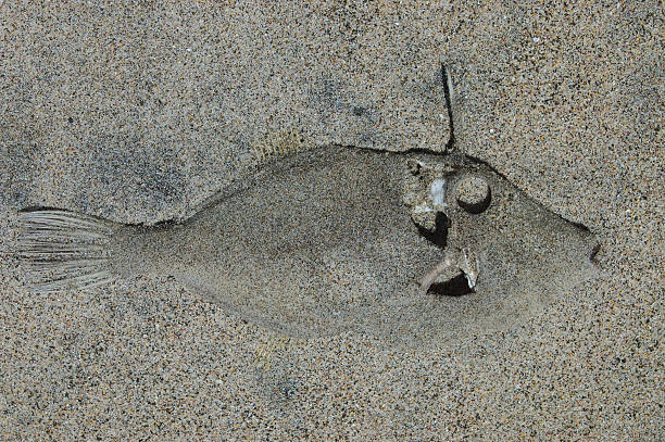 istock fish out of water 90391263