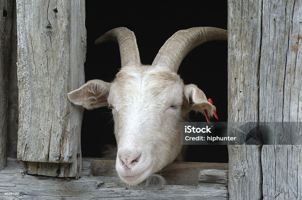 Snoopy capra guardando fuori dalla finestra - Foto stock royalty-free di Agricoltura