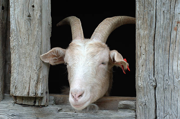 istock Snoopy goat looking out of the window 90391351