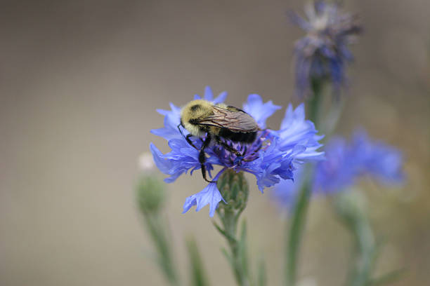 Bee meets Cornflower stock photo