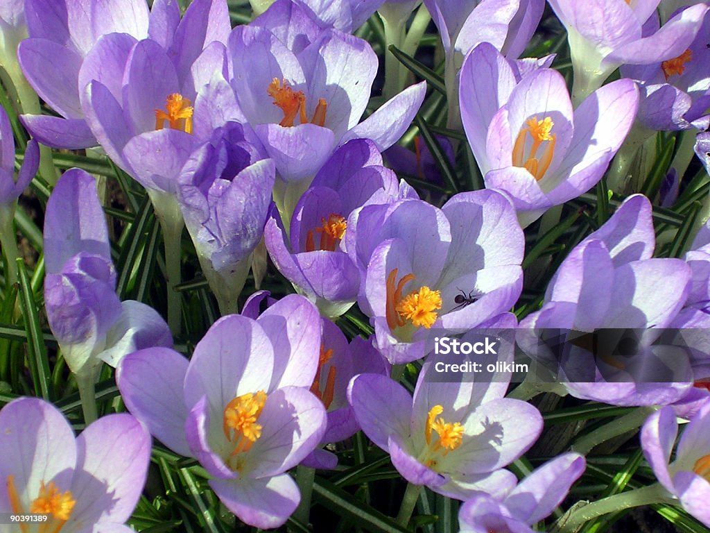 Na primavera Crocus - Foto de stock de Aberto royalty-free