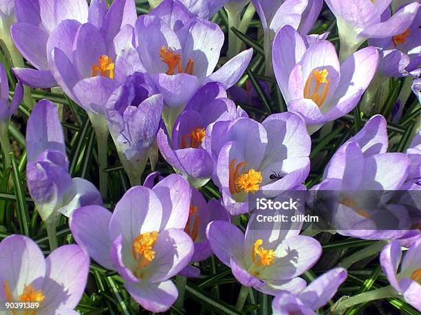 Foto de Na Primavera Crocus e mais fotos de stock de Aberto - Aberto, Abrindo, Acessibilidade