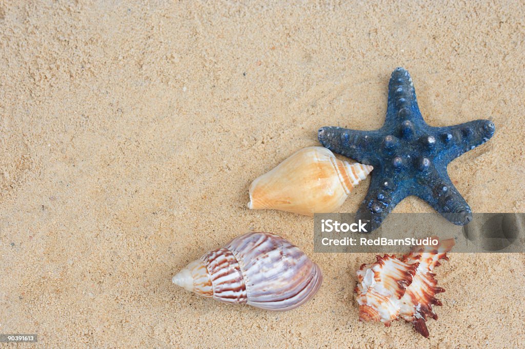 Muscheln und Sterne - Lizenzfrei Farbbild Stock-Foto