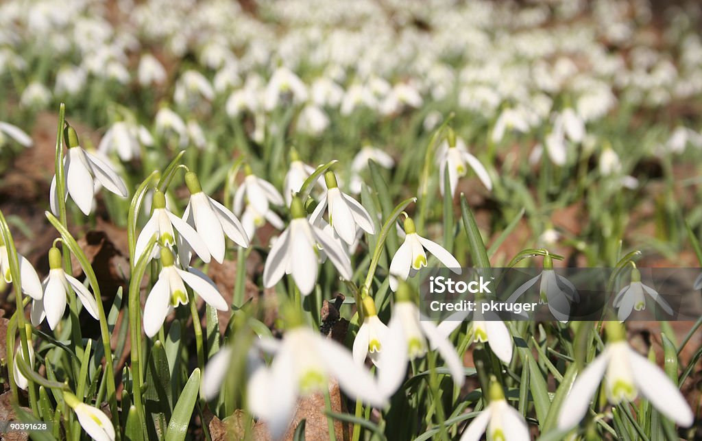 Primeiras Flores de Primavera - Royalty-free Acessórios de Moda Foto de stock