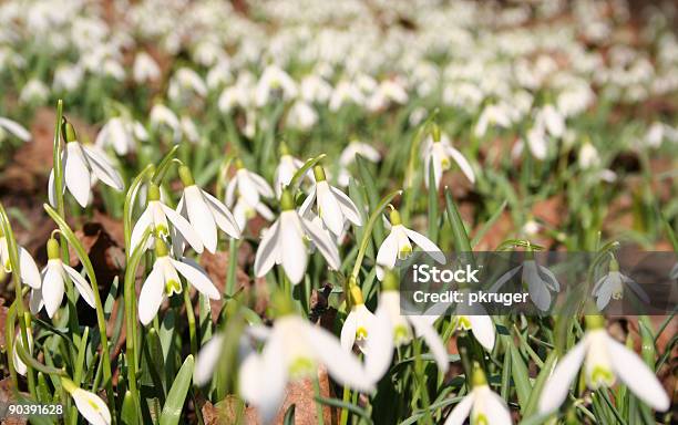 Primeiras Flores De Primavera - Fotografias de stock e mais imagens de Acessórios de Moda - Acessórios de Moda, Amor, Azul