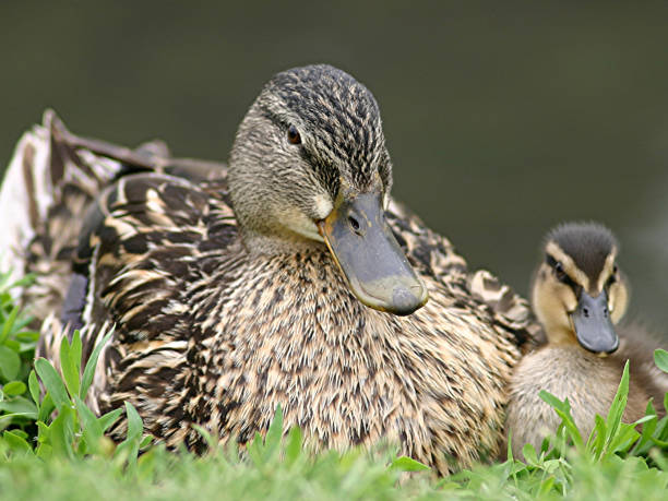 istock Mom and Baby Duck 90391774