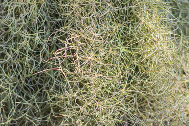 istock Closeup Tillandsia usneoides or spanish moss background. Selective focus 903918986
