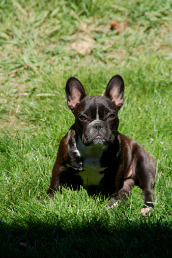 Here' our Frenchie looking tough in the Front yard