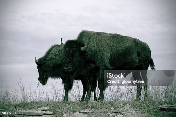 Dos Bisonte Americano Foto de stock y más banco de imágenes de Aire libre - Aire libre, Animal, Bisonte Americano