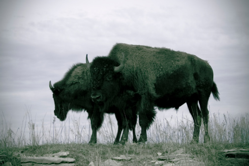 Two buffalo/bison at the Tallgrass Prairie Preserve in Northern Oklahoma.