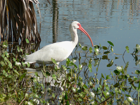 White ibis searching for food in shallows