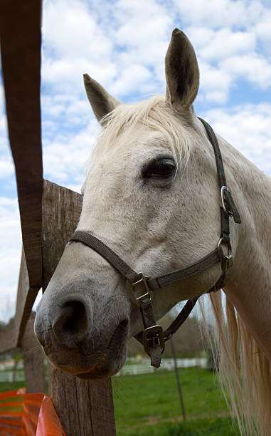 istock Standing by the Fence 90392383