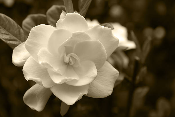 Gardenia Bloom in a Sepia Tone stock photo