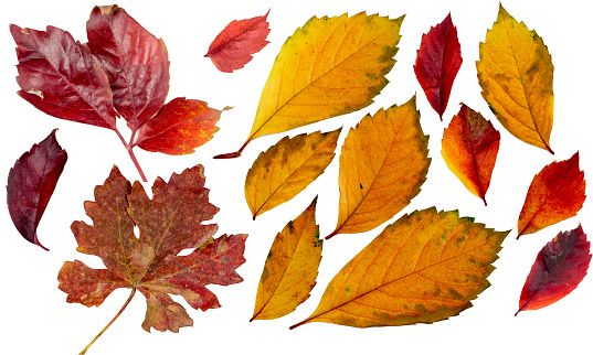 close-up autumn leaves with isolated background with white