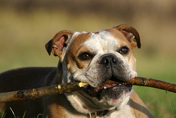 istock English bulldog 90392702