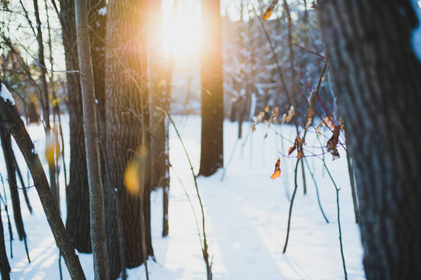 winter sonnenuntergang - winter landscape canada branch stock-fotos und bilder