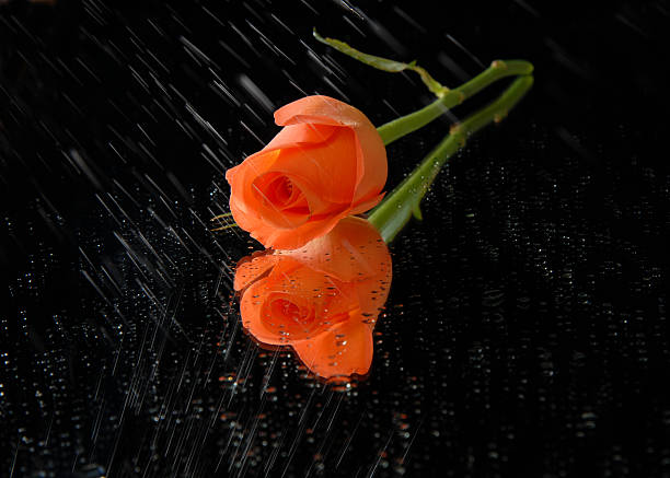 melocotón rose reflejo - single flower tranquil scene mirror flower fotografías e imágenes de stock