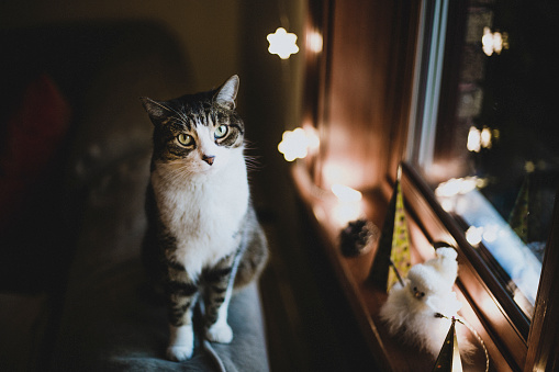 Tabby Cat, Animal, Animal Eye, window, Domestic Cat