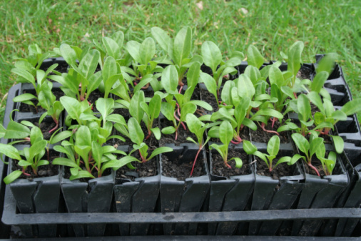 A tray of swiss chard seedlings, ready to plant out
