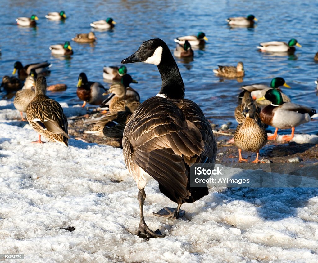 Estanque con patos - Foto de stock de Barnacla del Canadá libre de derechos