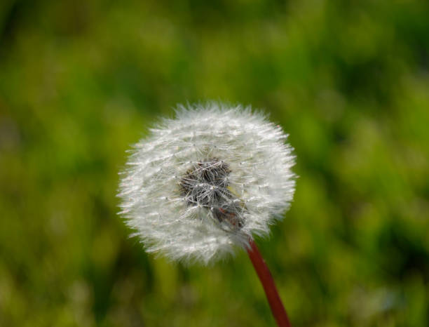 istock Ripened dandelion seeds. Fluffy dandelion. Dandelion in the meadow. 903927932