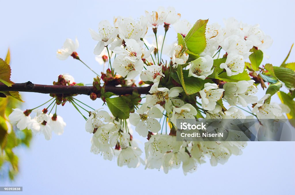 Spring flowers on tree Spring flowers on tree againts blue sky Blossom Stock Photo