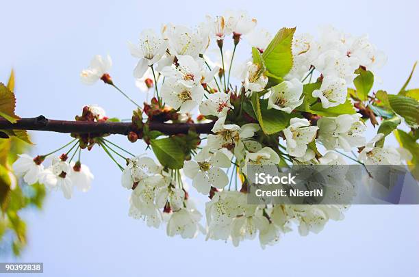 Spring Flowers On Tree Stock Photo - Download Image Now - Blossom, Blue, Clear Sky