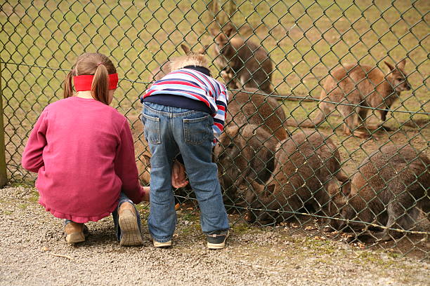 zoo attendance - foto’s van jongen stockfoto's en -beelden