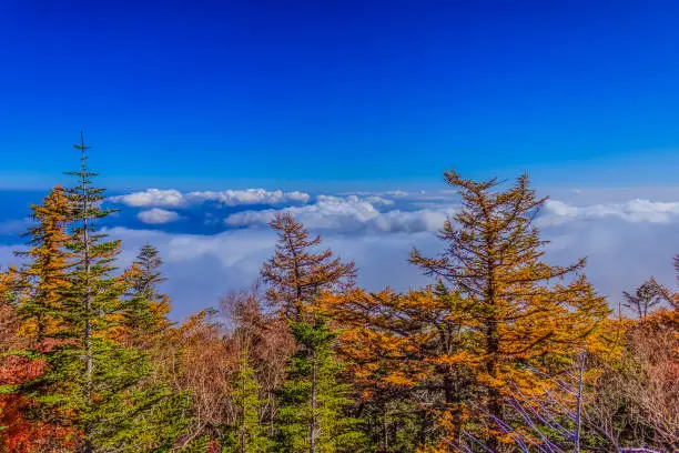 Beautiful landscape view of Autumn with yellow leaves on tall tree forest with cloudy and blue sky background on Station 5 Subaru Line, Mount Fuji.
