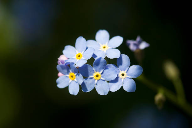 istock Beautiful spring or summer nature background with blooming blue flowers. 903931366