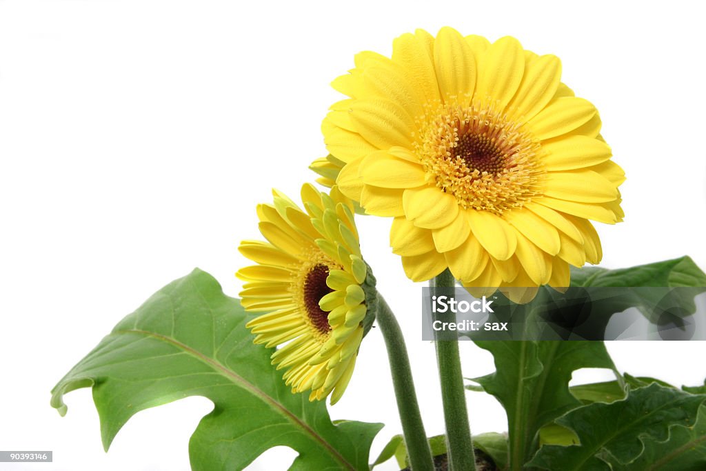 gerbera - Foto de stock de Amarelo royalty-free