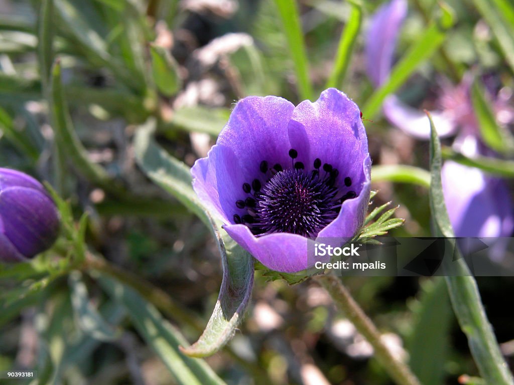 Anêmona Coronaria, Papoula - Foto de stock de Anêmona - Família do Ranúnculo royalty-free