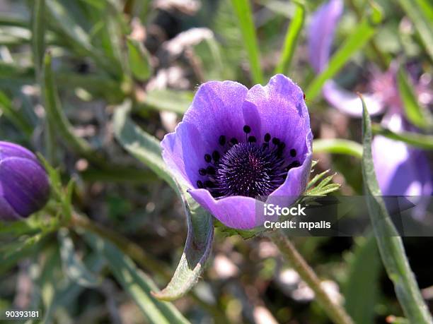 Foto de Anêmona Coronaria Papoula e mais fotos de stock de Anêmona - Família do Ranúnculo - Anêmona - Família do Ranúnculo, Arrancar Ervas Daninhas, Beleza