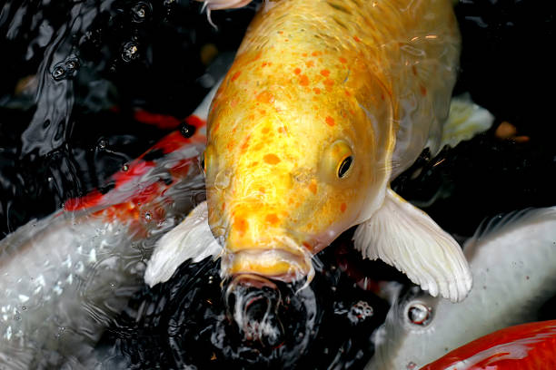 Koi and bubbles stock photo