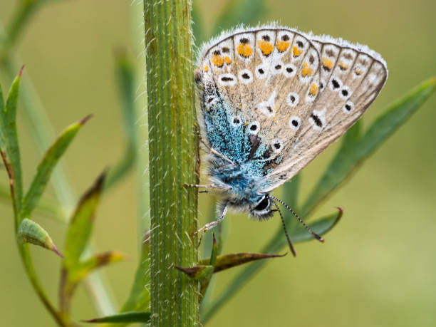 istock Butterfly on the blade of grass. 903937842