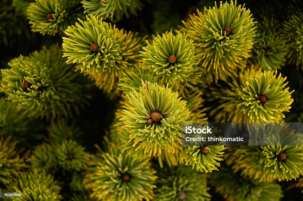 Conifere dall'alto - Foto stock royalty-free di Abete