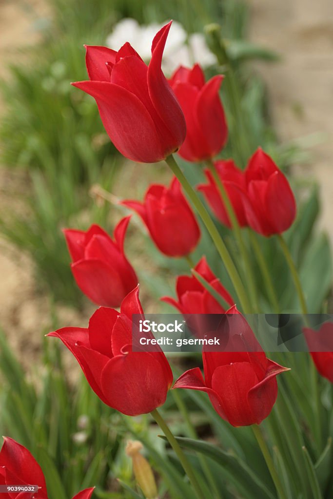 Tulipas vermelhas - Foto de stock de Abril royalty-free