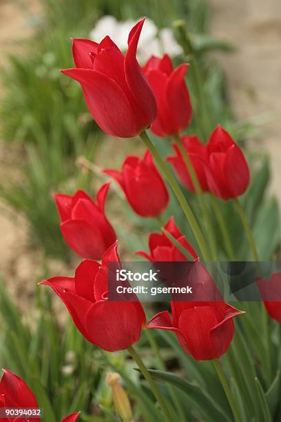 Vermelho Túlipas - Fotografias de stock e mais imagens de Abril - Abril, Ao Ar Livre, Atividades de Fim de semana