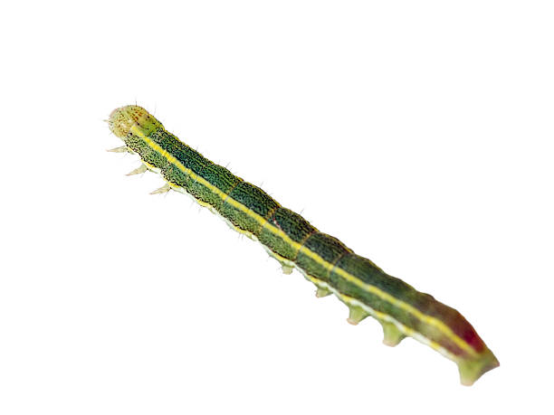 larva de geometridae 03 - lepidopteron imagens e fotografias de stock
