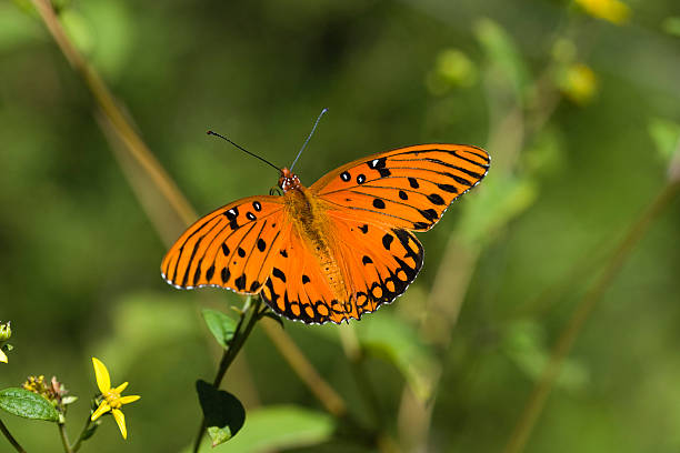 istock Orange Fritillary Butterfly 90394105