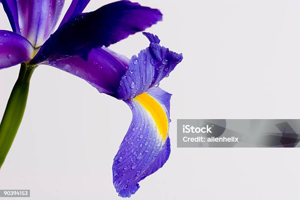 Iris Iii Foto de stock y más banco de imágenes de Agua - Agua, Azul, Cabeza de flor