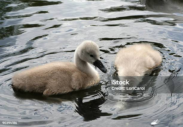 Zwei Cygnets Stockfoto und mehr Bilder von Ansicht aus erhöhter Perspektive - Ansicht aus erhöhter Perspektive, Aquatisches Lebewesen, Ente - Wasservogel